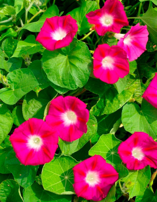 Ипомея Скарлет О'хара 0,5 гр КЭШБЭК 25%