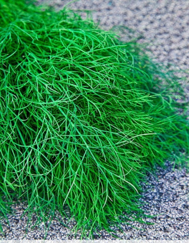 Укроп Зеленое кружево (Селекция "ВХ") 2 гр цв.п КЭШБЭК 25%