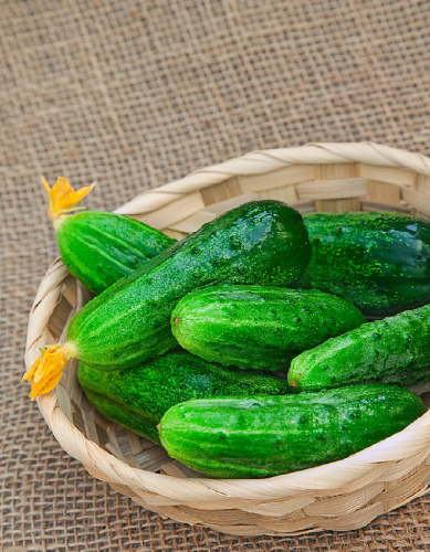 Огурец Дачный F1 (Селекция "ВХ") 0,25 гр цв.п. КЭШБЭК 25%