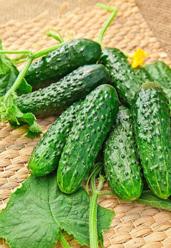 Огурец Родня F1 (Селекция "ВХ") 0,25 гр цв.п  КЭШБЭК 25%