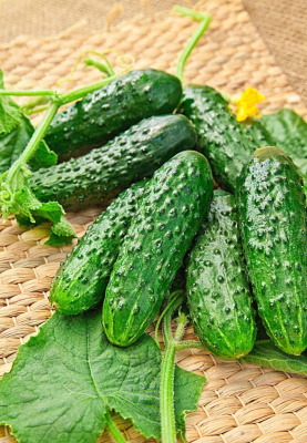 Огурец Родня F1 (Селекция "ВХ") 0,25 гр цв.п  КЭШБЭК 25%