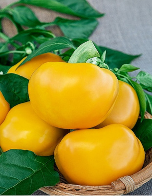 Перец сладкий Золото героя (Селекция "ВХ") 0,1 г цв/п  КЭШБЭК 25%