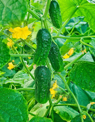 Огурец Застольный F1 (Селекция "ВХ") 0,25 гр цв.п. КЭШБЭК 25%