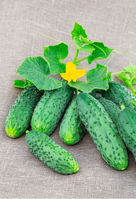 Огурец Курносик F1 (Селекция "ВХ") 0,25 гр цв.п КЭШБЭК 25%