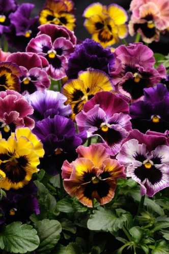 Виола (Анютины глазки) Викторианская смесь  0,2 гр КЭШБЭК 25%