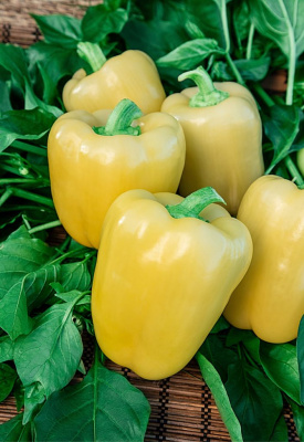 Перец сладкий Громозека F1 (Селекция "ВХ") 0,1 гр. цв.п. КЭШБЭК 25%