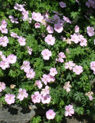 Герань Винж Пинк ASF 1 шт Р9