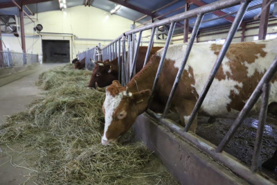 Реконструкция животноводческого комплекса в селе Кильдямцы начнется в 2024 году / ЯСИА   
