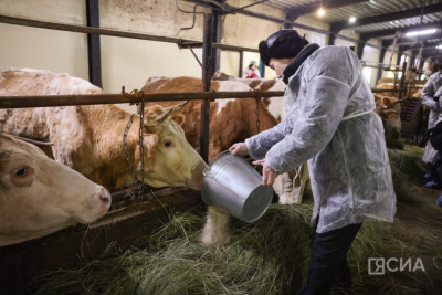 Минсельхоз Якутии: «Зимовка скота и лошадей проходит в штатном режиме» / ЯСИА   