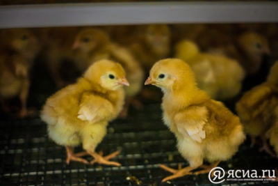 Учения по борьбе с птичьим гриппом проведут в Якутии / ЯСИА   Республика Саха (Якутия)