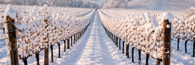 Виноградники в снегу: как аномальная зима повлияет на будущий урожай
