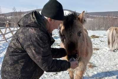 Пенсионер из Оймяконского района благодаря соцконтракту стал коневодом / Мария Горохова  Оймяконский Республика Саха (Якутия)