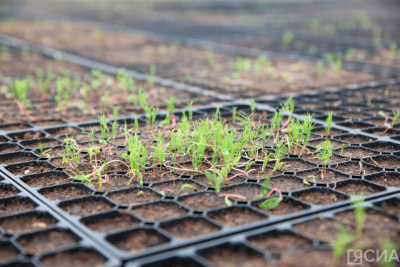 Лунный календарь для садоводов: научный взгляд на народные приметы / Мария Горохова   