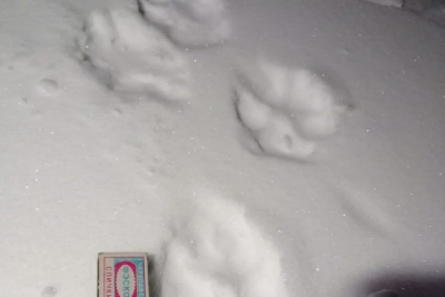 В селе Бярийе Усть-Алданского района замечена стая волков / Мария Горохова   