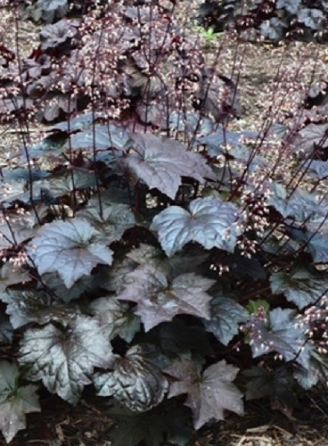 Гейхера Блэкаут ASF 1 шт Р9