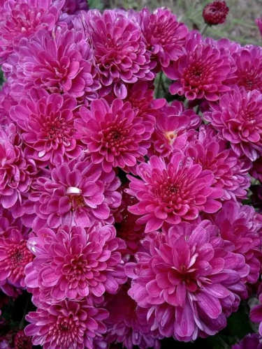 Хризантема Мультифлора Брансаунд Пурпл ASF 1 шт Р9