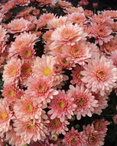 Хризантема Мультифлора Бранбич Крем ASF 1 шт Р9