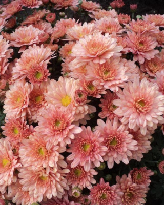 Хризантема Мультифлора Бранбич Крем ASF 1 шт Р9