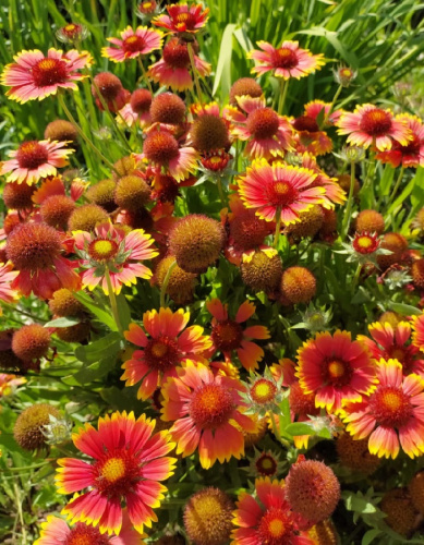 Гайлардия грандифлора Аризона сан ASF 1 шт Р9