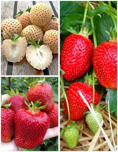 Набор "Ягодный экватор:лучшие сорта"  3 саженца