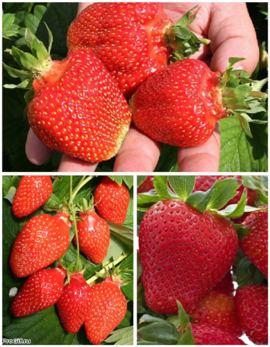 Набор "Богатырский микс" 3 саженца