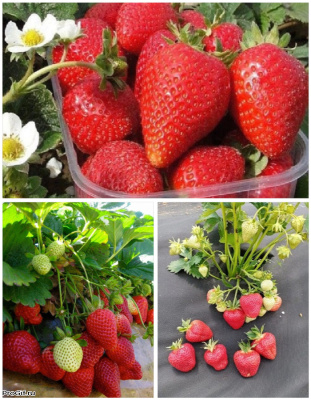 Набор "Ягодный экспресс" 3 саженца