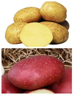 Набор "Холодостойкий" 2 сорта.(2 кг)