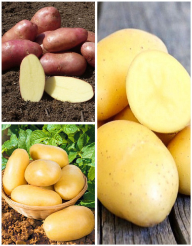 Набор "Щедрый сбор" 3 сорта (3 кг)