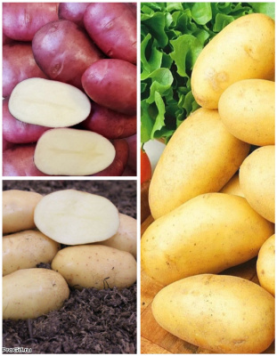 Набор "Золотая середина" 3 сорта (3 кг)