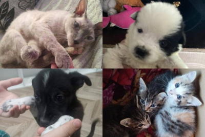 В Якутске водители мусоровозов спасли более 35 выброшенных животных / ЯСИА Якутск Якутск Республика Саха (Якутия)