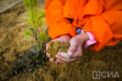 В Якутии восстановят леса на 158 000 гектарах / ЯСИА   