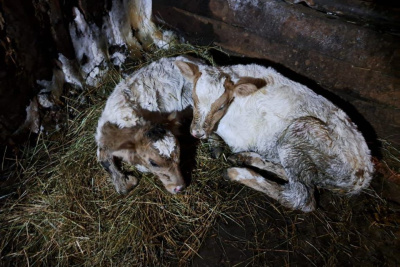 В Верхоянском районе Якутии родились телята-близнецы / ЯСИА   