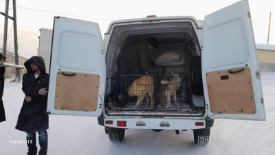 В Чернышевском отловлено шесть бесхозяйных собак /    