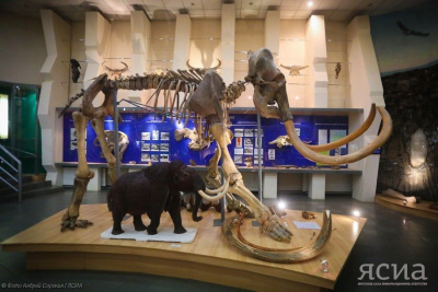 В Якутии на базе региональной Академии наук откроют новые лаборатории по изучению мамонтов / ЯСИА   Республика Саха (Якутия)