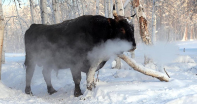 Зимовка скота - ответственная пора /    
