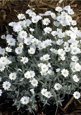 Ясколка Горный Хрусталь АSF 1 шт Р9