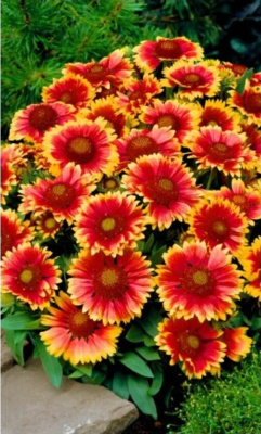 Гайлардия Яшма ASF 1 шт Р9