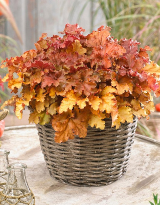 Гейхера Годжиберри 1 шт ASF Р9