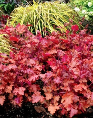 Гейхера Пич Крисп 1 шт ASF Р9