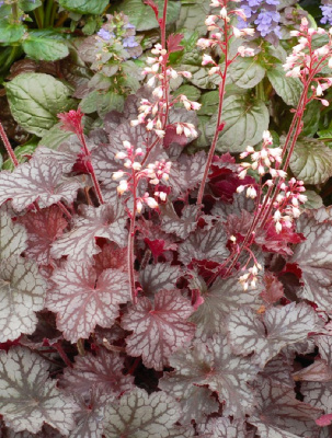 Гейхера Минимаус 1 шт ASF Р9