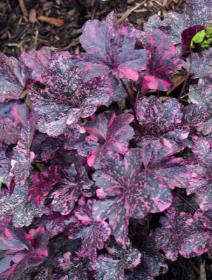 Гейхера Миднайт Роуз 1 шт ASF Р9