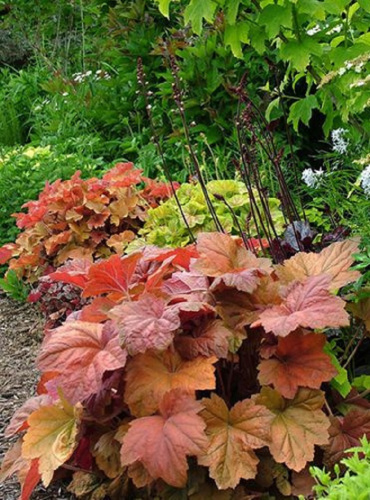 Гейхера Соузен Комфорт ASF Р9