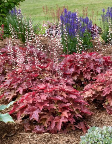 Гейхерелла Ред Ровер 1 шт ASF Р9