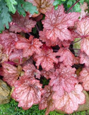 Гейхера Джорджия Пич 1 шт ASF Р9