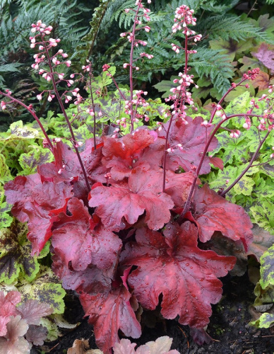 Гейхера Фаер Аларм 1 шт ASF Р9