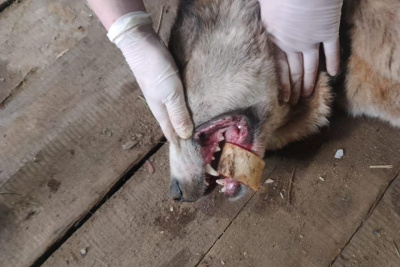 В Якутии ветеринары помогли собаке, в пасти которой застряла кость / Айаал Аргунов   Республика Саха (Якутия)