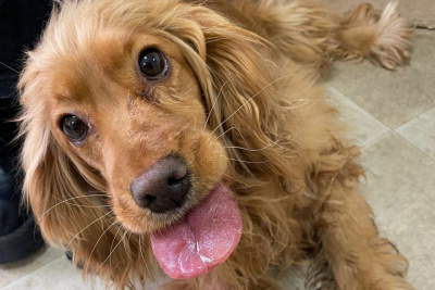 В Мархе ветеринары помогли собаке с обморожением языка / Айаал Аргунов   