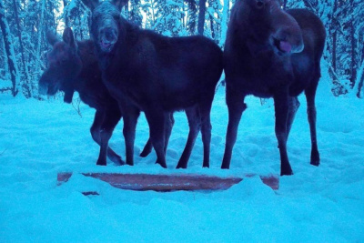 В нацпарке «Ленские столбы» на камеры фотоловушки попало семейство лосей / ЯСИА  Хангаласский Республика Саха (Якутия)