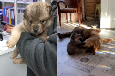 Щенка с отмороженными лапами спасли в Якутске / Нарыйа Пахомова Якутск Якутск Республика Саха (Якутия)