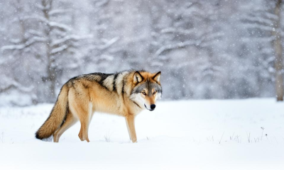 В поселок Пеледуй забрел волк. Его жертвами стали несколько собак / Николай Борисов   